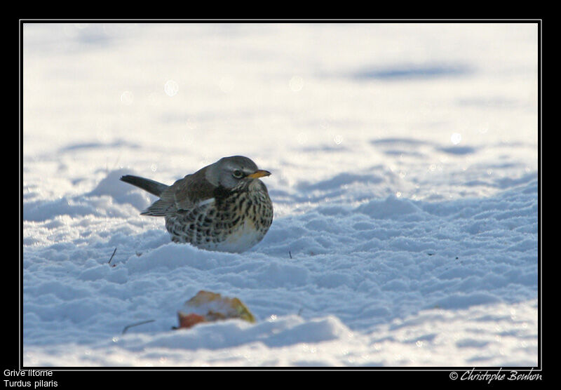 Fieldfare, identification