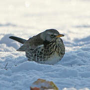 Fieldfare