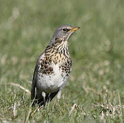 Fieldfare