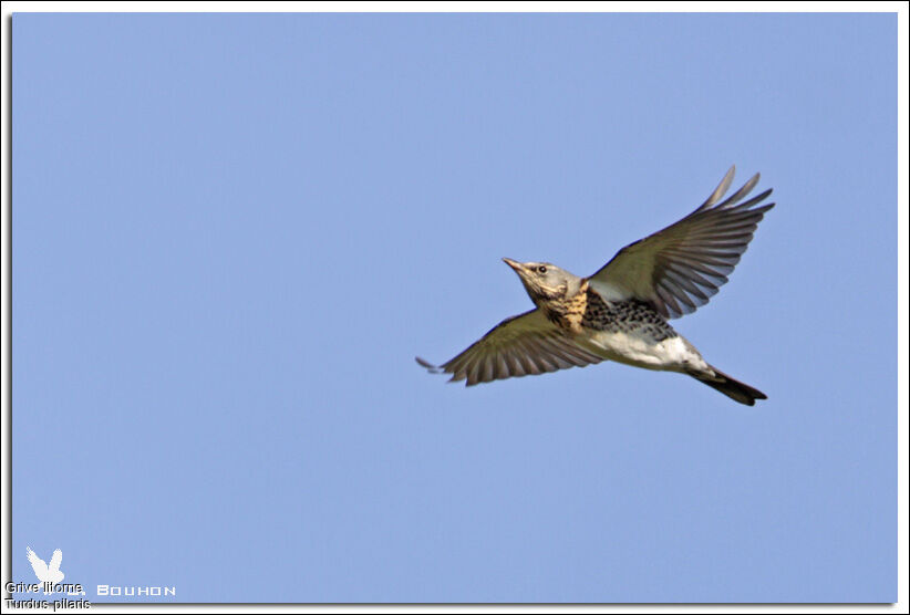 Fieldfare, Flight