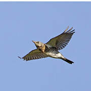 Fieldfare