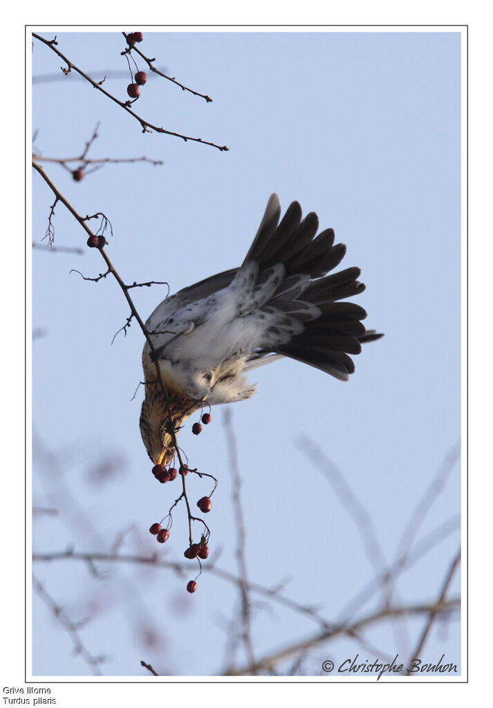 Fieldfare, identification, feeding habits, Behaviour