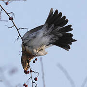 Fieldfare