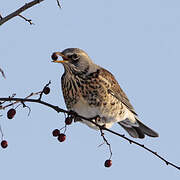 Fieldfare