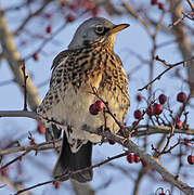 Fieldfare