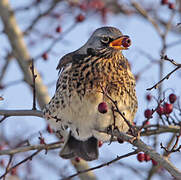 Fieldfare