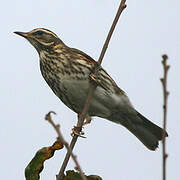 Redwing