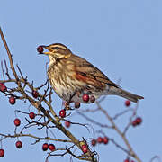 Redwing