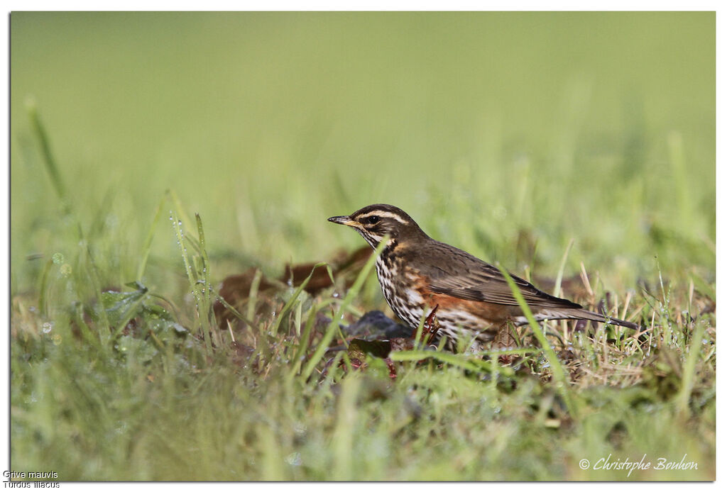 Redwing, identification