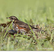 Redwing