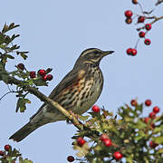 Redwing