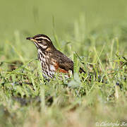 Redwing