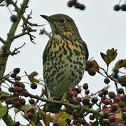 Song Thrush