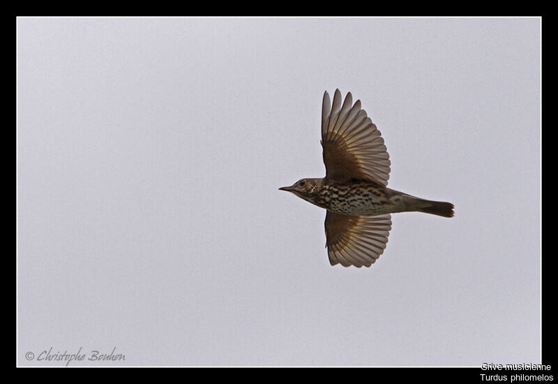 Song Thrush, Flight