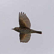 Song Thrush