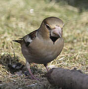 Hawfinch