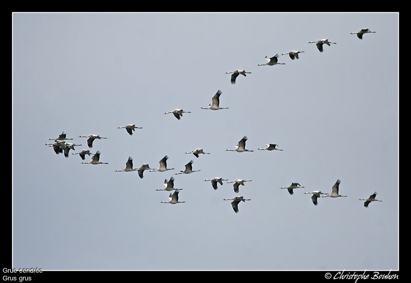 Common Crane