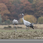 Common Crane