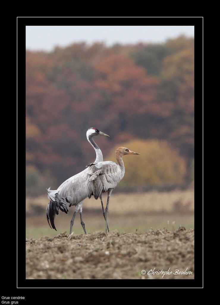 Common Crane, identification