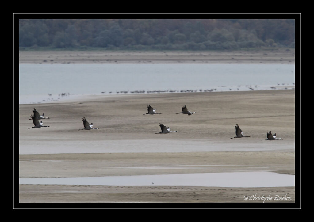 Common Crane, Flight