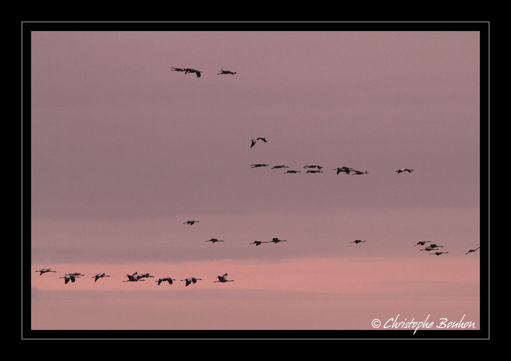 Common Crane