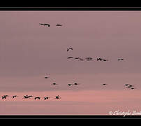 Common Crane