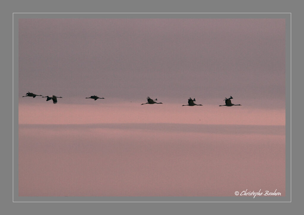 Common Crane