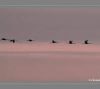 Common Crane