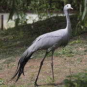 Blue Crane