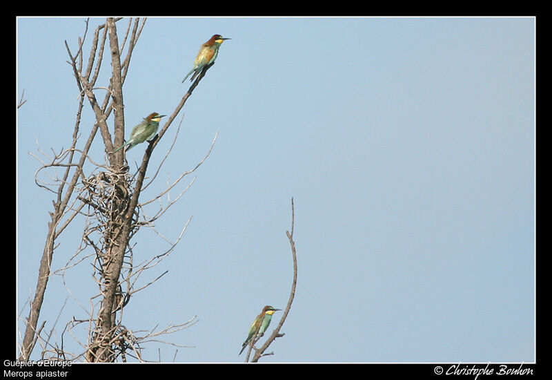 European Bee-eater