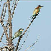 European Bee-eater