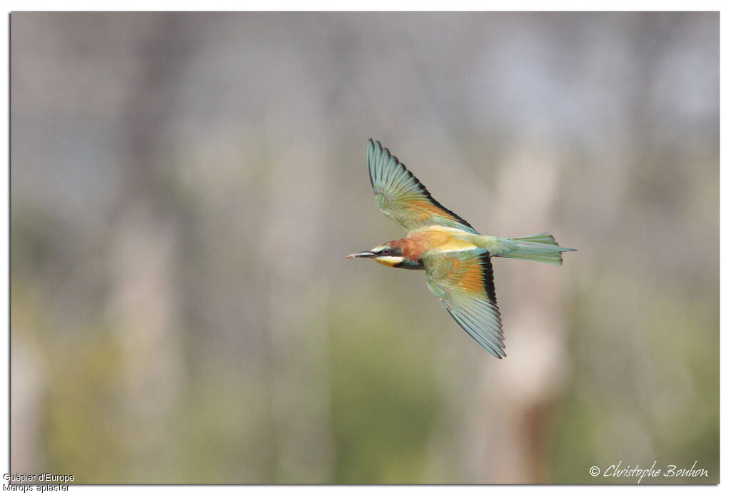 European Bee-eater, Flight