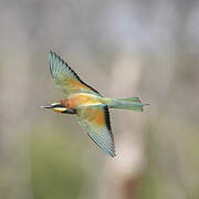 European Bee-eater