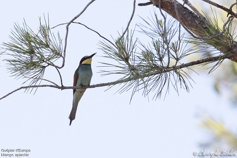 European Bee-eater, identification