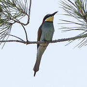 European Bee-eater