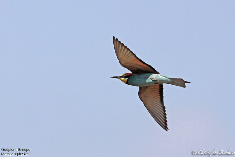 European Bee-eater, Flight