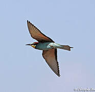 European Bee-eater