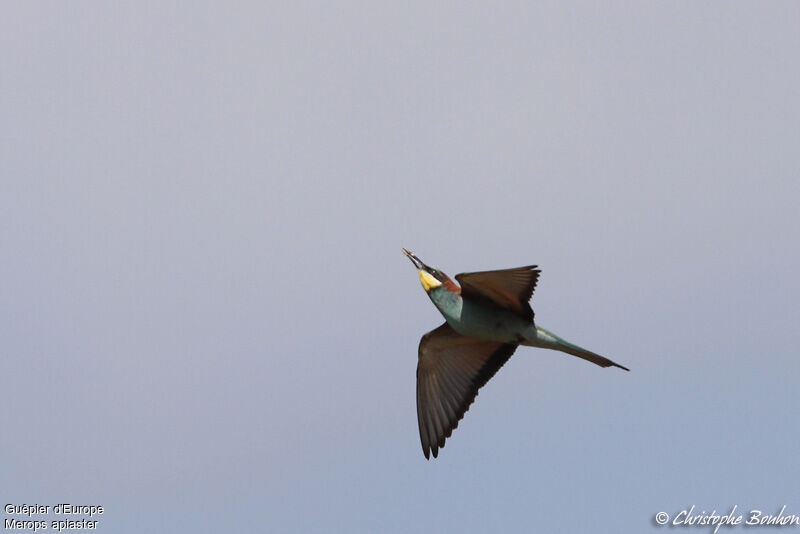 European Bee-eater, identification, Flight, feeding habits, Behaviour