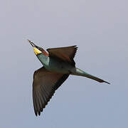 European Bee-eater