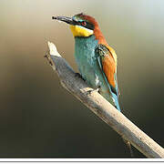 European Bee-eater