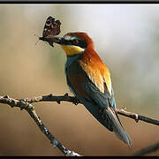 European Bee-eater