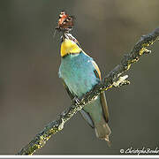 European Bee-eater