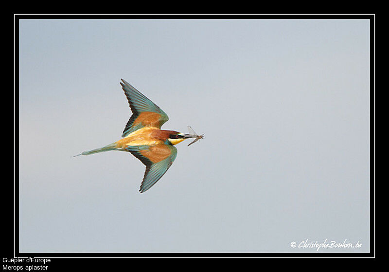 European Bee-eater, identification, Flight, feeding habits