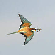 European Bee-eater