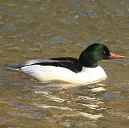 Common Merganser