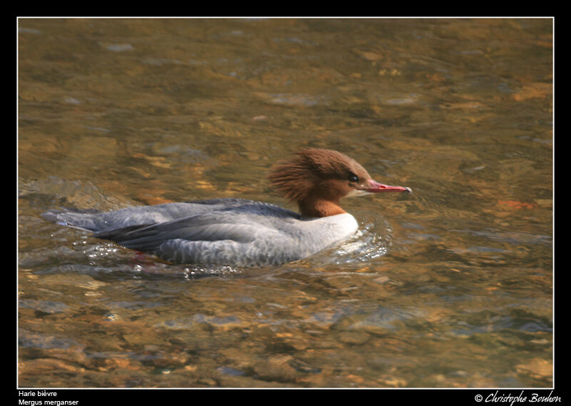 Common Merganser female