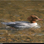 Common Merganser