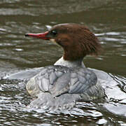 Common Merganser