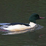 Common Merganser