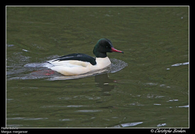 Common Merganser